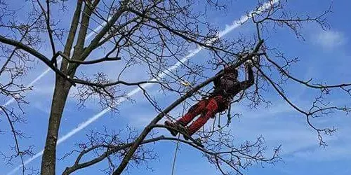 Rez stromov / arboristika