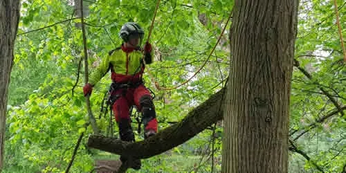 Dynamické a statické zaistenie stromov a ich korún
