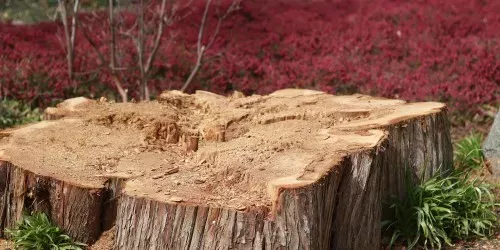 Frézovanie pňov po asanácii stromov